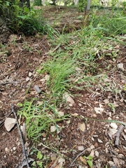 Poa acroleuca