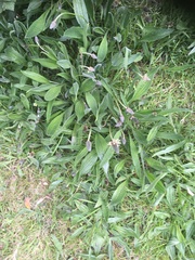 Plantago lanceolata
