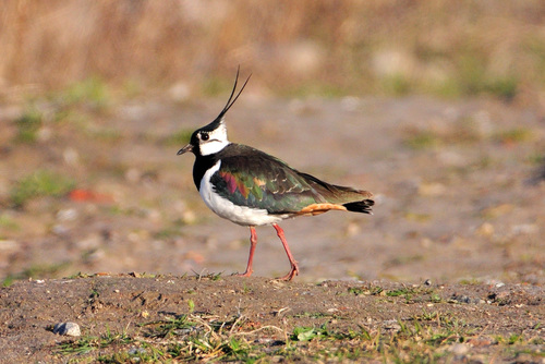 Avefría europea (Vanellus vanellus)