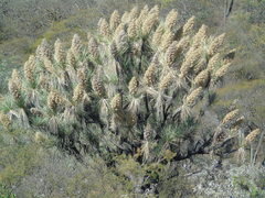 Beaucarnea stricta