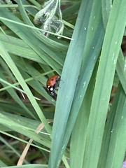 Coccinella septempunctata