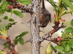 Rosa elasmacantha