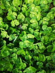 Trifolium repens
