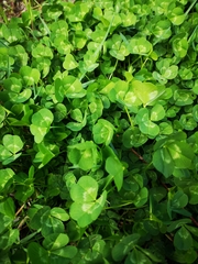 Trifolium repens