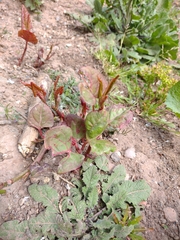 Reynoutria japonica