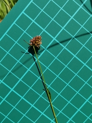 Luzula capitata