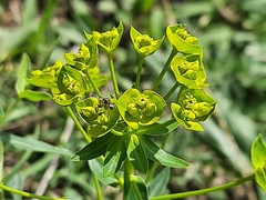 Euphorbia iberica