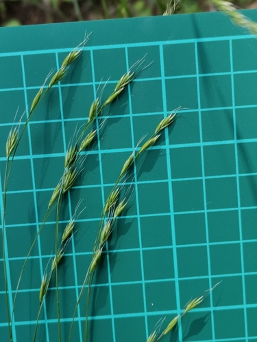 Image of Festuca parvigluma by (c) harum.koh, some rights reserved (CC BY-SA)