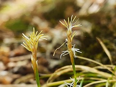 Carex humilis
