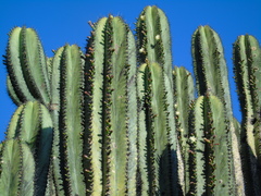 Myrtillocactus schenckii
