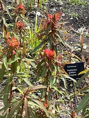 Euphorbia griffithii