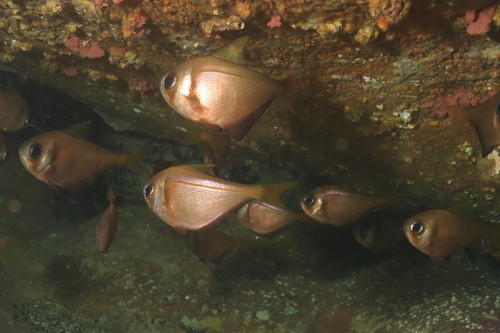 Smallscale bullseye (Pempheris compressa) — Pempheridae — 5