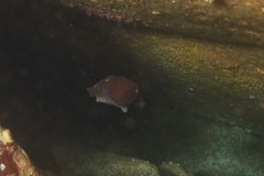 Sepia mestus