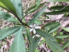 Philotheca myoporoides myoporoides