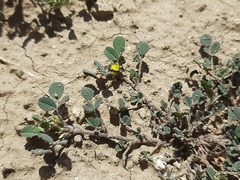 Medicago minima