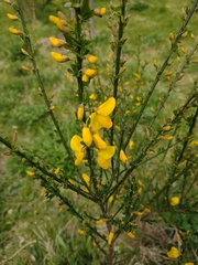 Cytisus scoparius