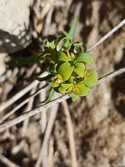 Euphorbia daghestanica