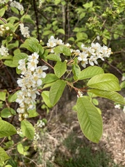 Angiospermae