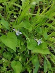Viola grypoceras