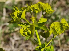 Euphorbia iberica