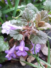 Glechoma hederacea