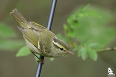 Phylloscopus reguloides