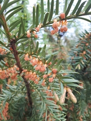Taxus baccata
