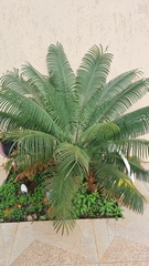 Microcycas