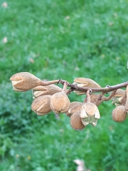 Paulownia tomentosa