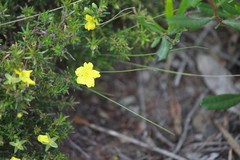 Hibbertia exutiacies