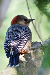 Melanerpes pygmaeus