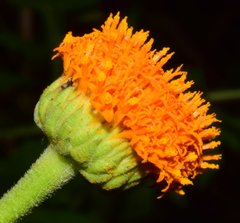 Verbesina lottiana