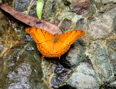 Vindula dejone dejone