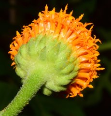 Verbesina lottiana