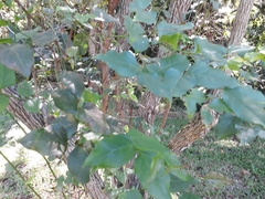 Halleria lucida