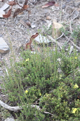 Hibbertia exutiacies