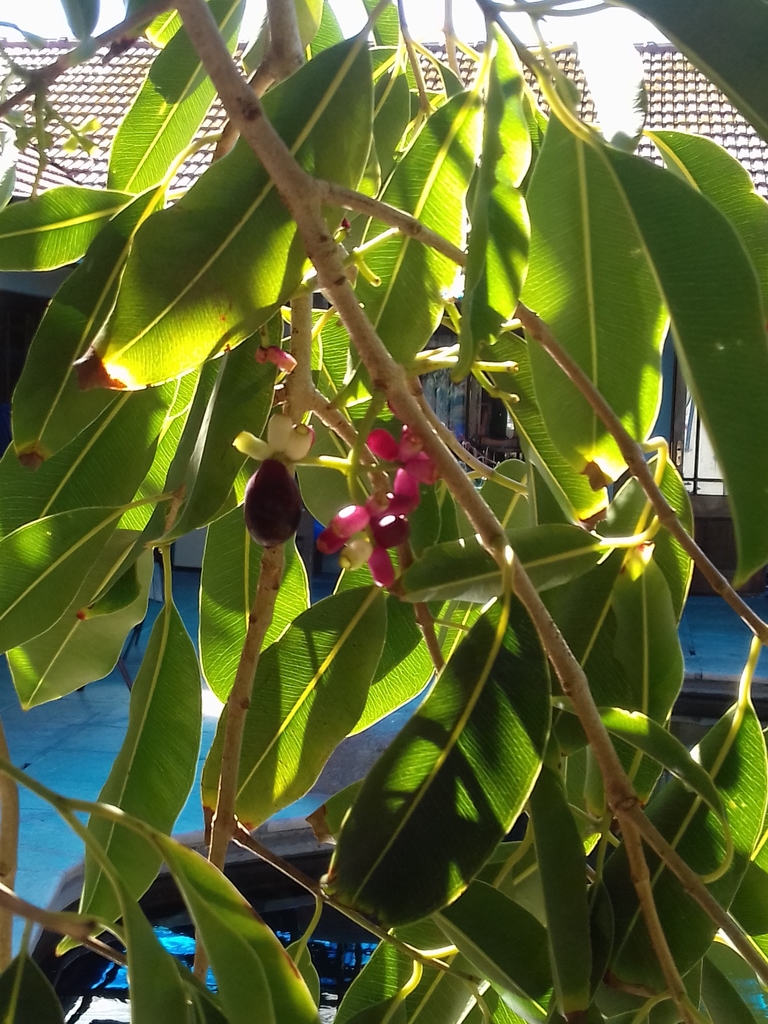 Waterberries from Sun Valley, Cape Town, 7975, South Africa on May 2