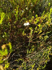 Erica margaritacea