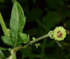 Verbesina lottiana