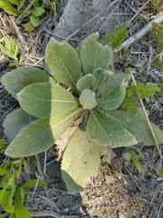 Verbascum thapsus