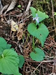 Viola grypoceras