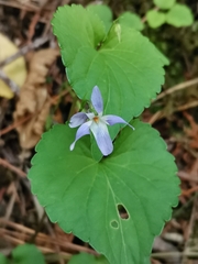 Viola grypoceras