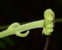 Verbesina lottiana