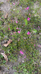 Phlox subulata