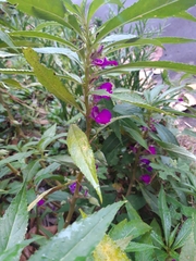 Impatiens balsamina