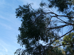 Eucalyptus ovata