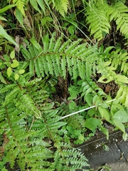Polystichum polyblepharum