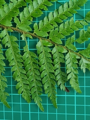 Polystichum polyblepharum