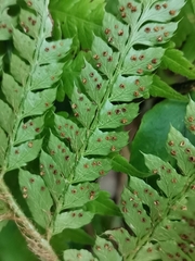 Polystichum polyblepharum