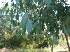 Eucalyptus ovata